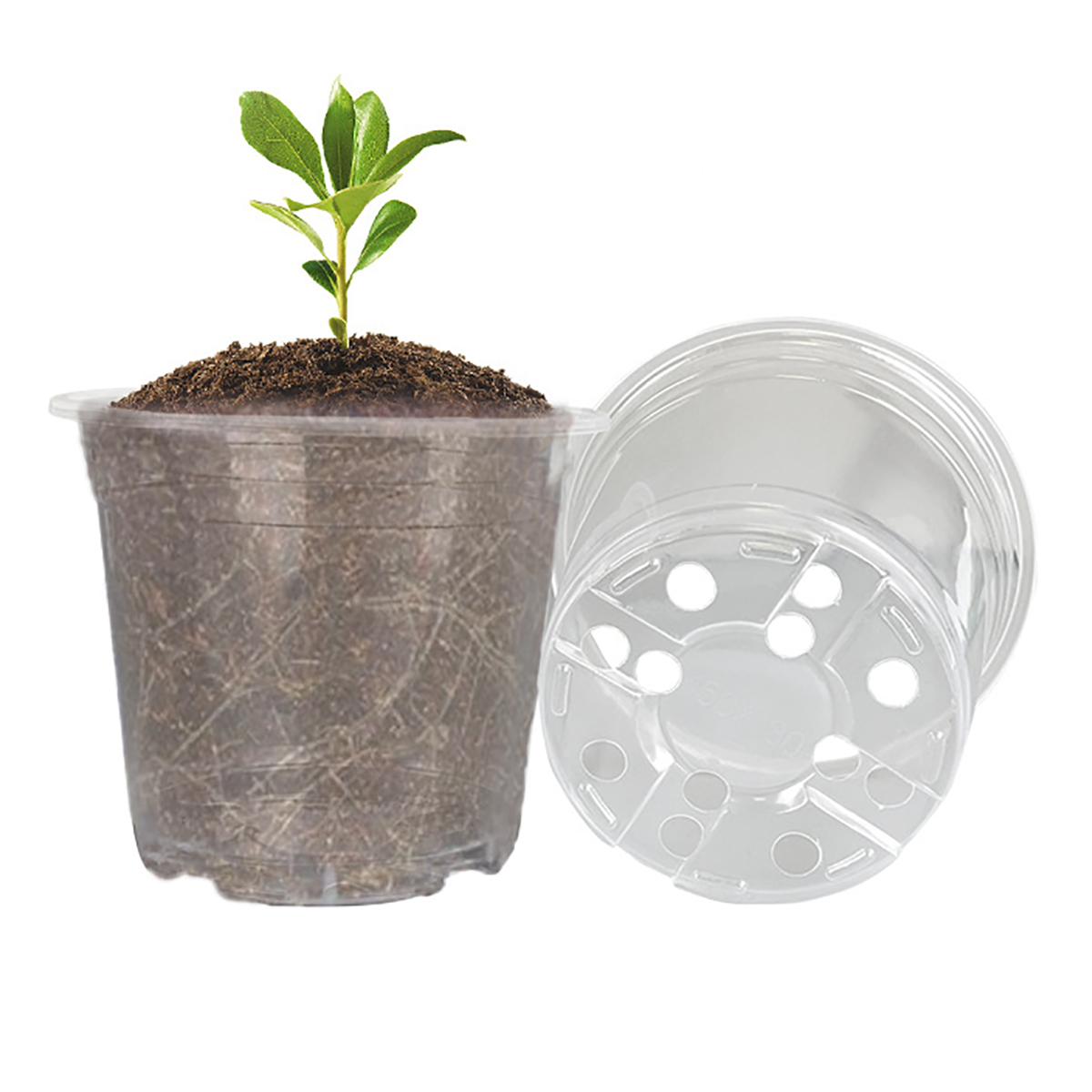 Macetas redondas transparentes - Aloe Vera Pot reseña y precio